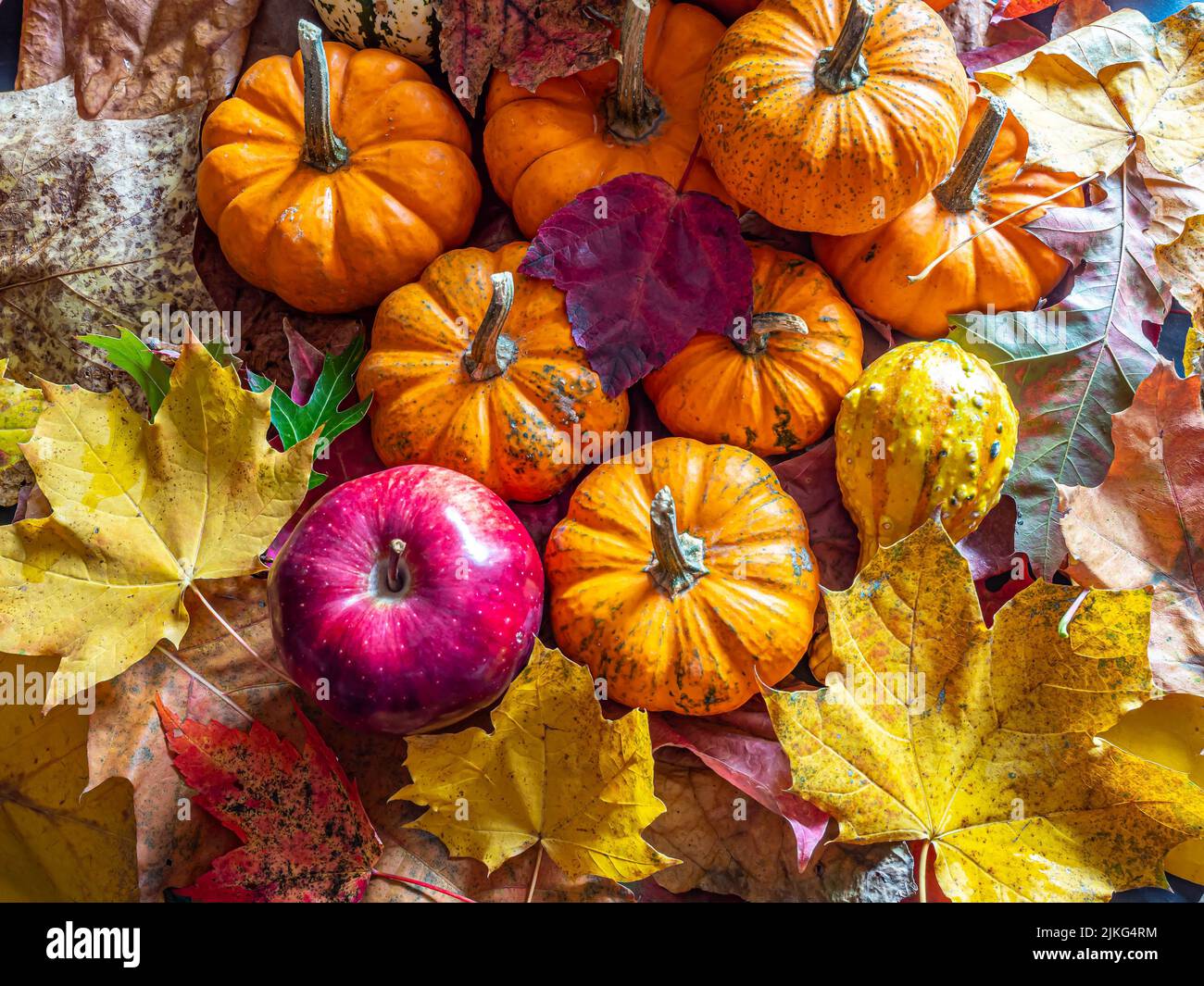 Autumn still life with leaves, red apple and small pumpkins Stock Photo ...