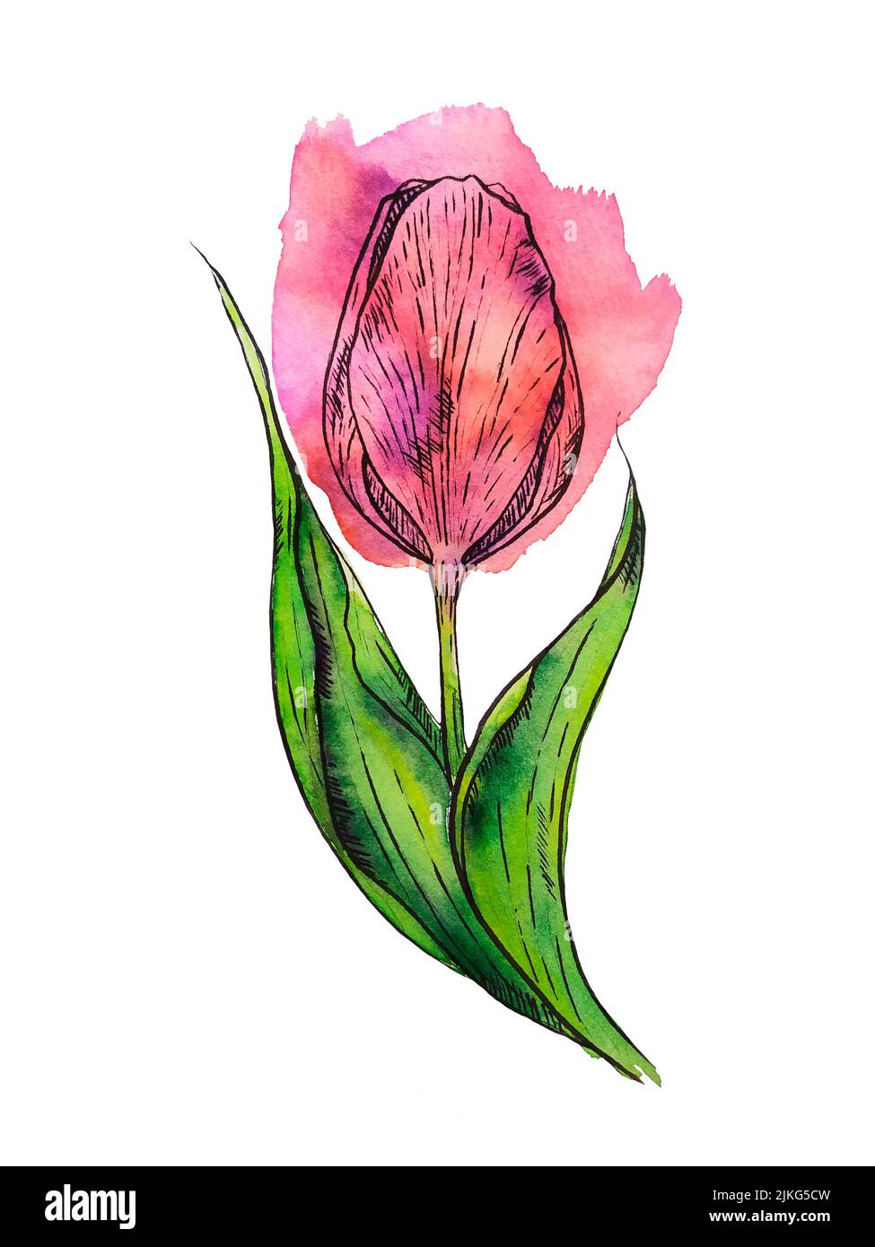Watercolor illustration with graphics of a pink tulip isolated on a ...