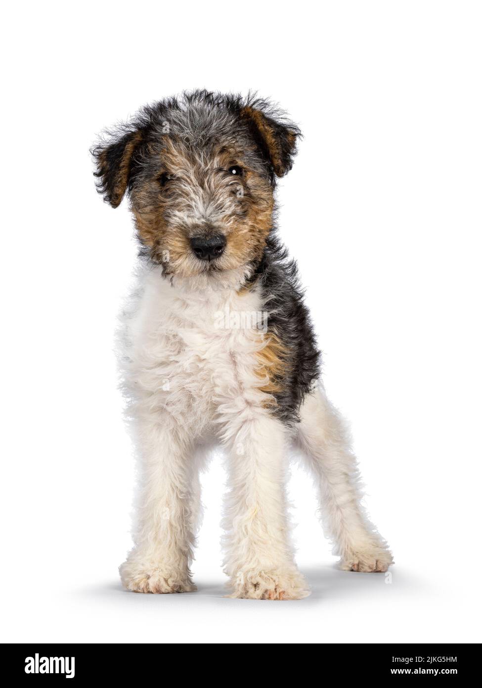 Sweet Fox Terrier dog pup, standing facing front. Looking straight towards camera. Isolated on a white background. Stock Photo