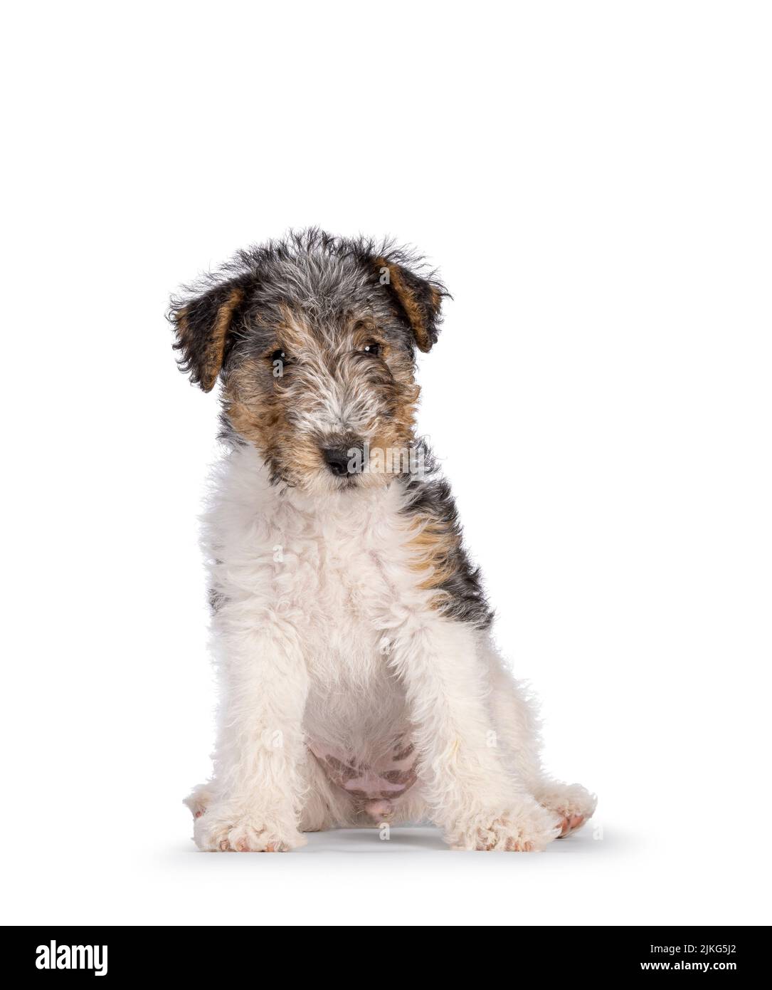 Sweet Fox Terrier dog pup, sitting facing front. Looking straight towards camera. Isolated on a white background. Stock Photo