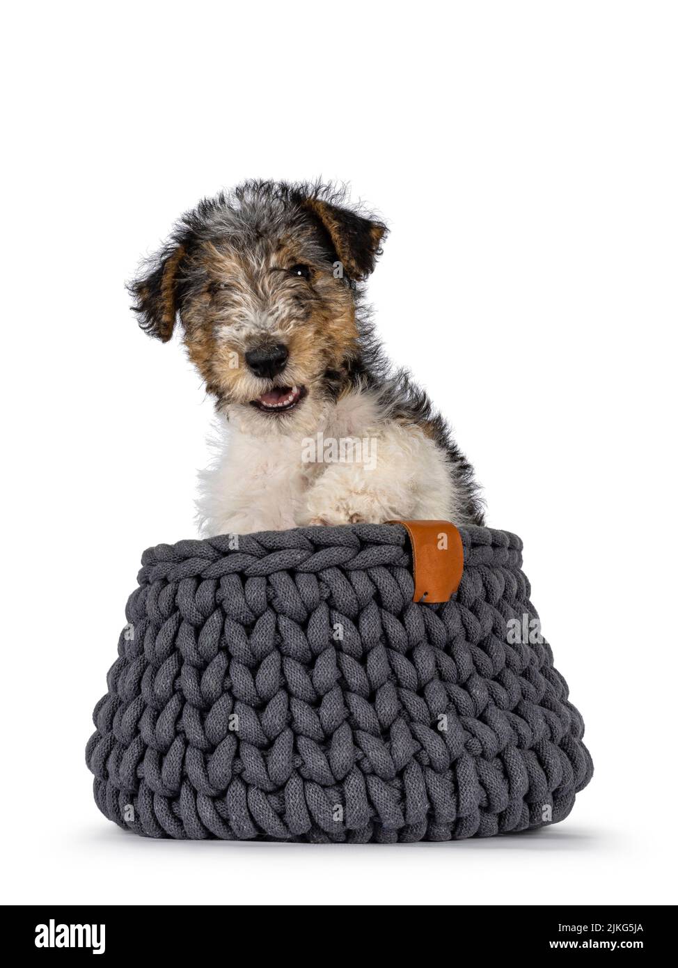Sweet Fox Terrier dog pup, sitting in knitted basket. Looking straight towards camera. Isolated on a white background. Stock Photo