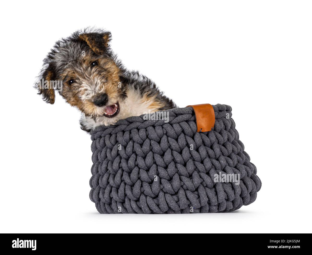 Sweet Fox Terrier dog pup, sitting in knitted basket. Looking straight towards camera. Isolated on a white background. Stock Photo