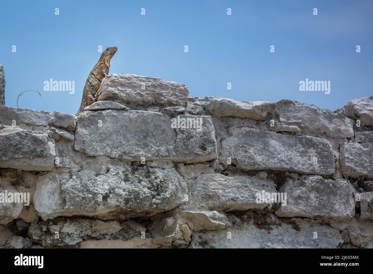 Lizard reptile over old ruin of Ancient Mayan civilization, Mexico Stock Photo