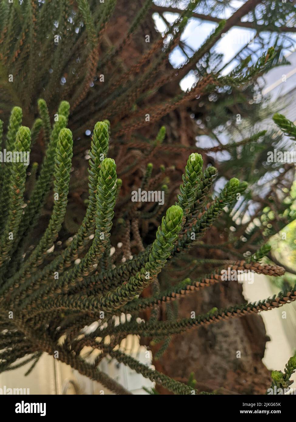 A vertical closeup shot of Norfolk pine (Araucaria heterophylla) branches Stock Photo