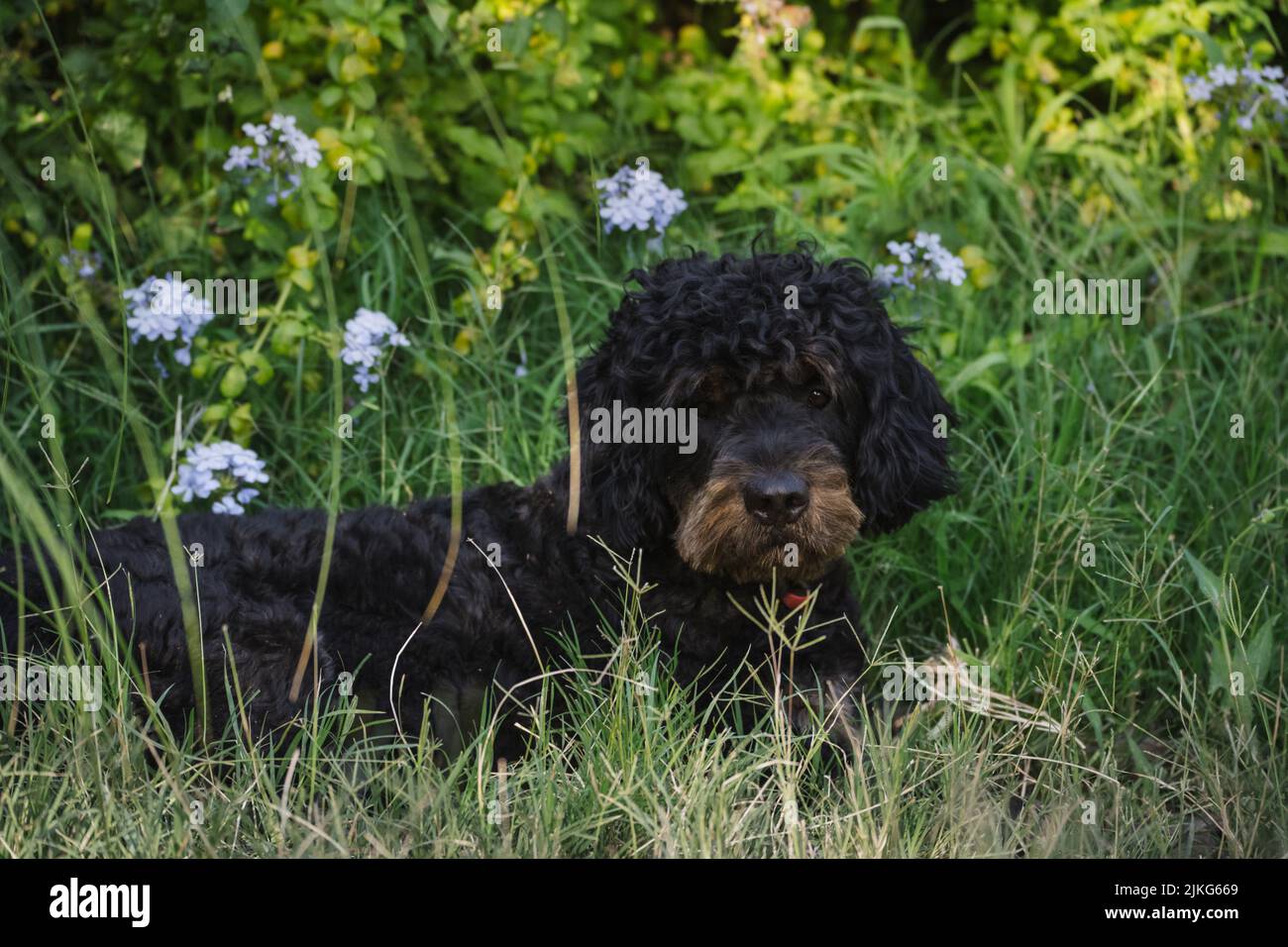 Portrait of an adult male black dog resting on the green grass Stock ...