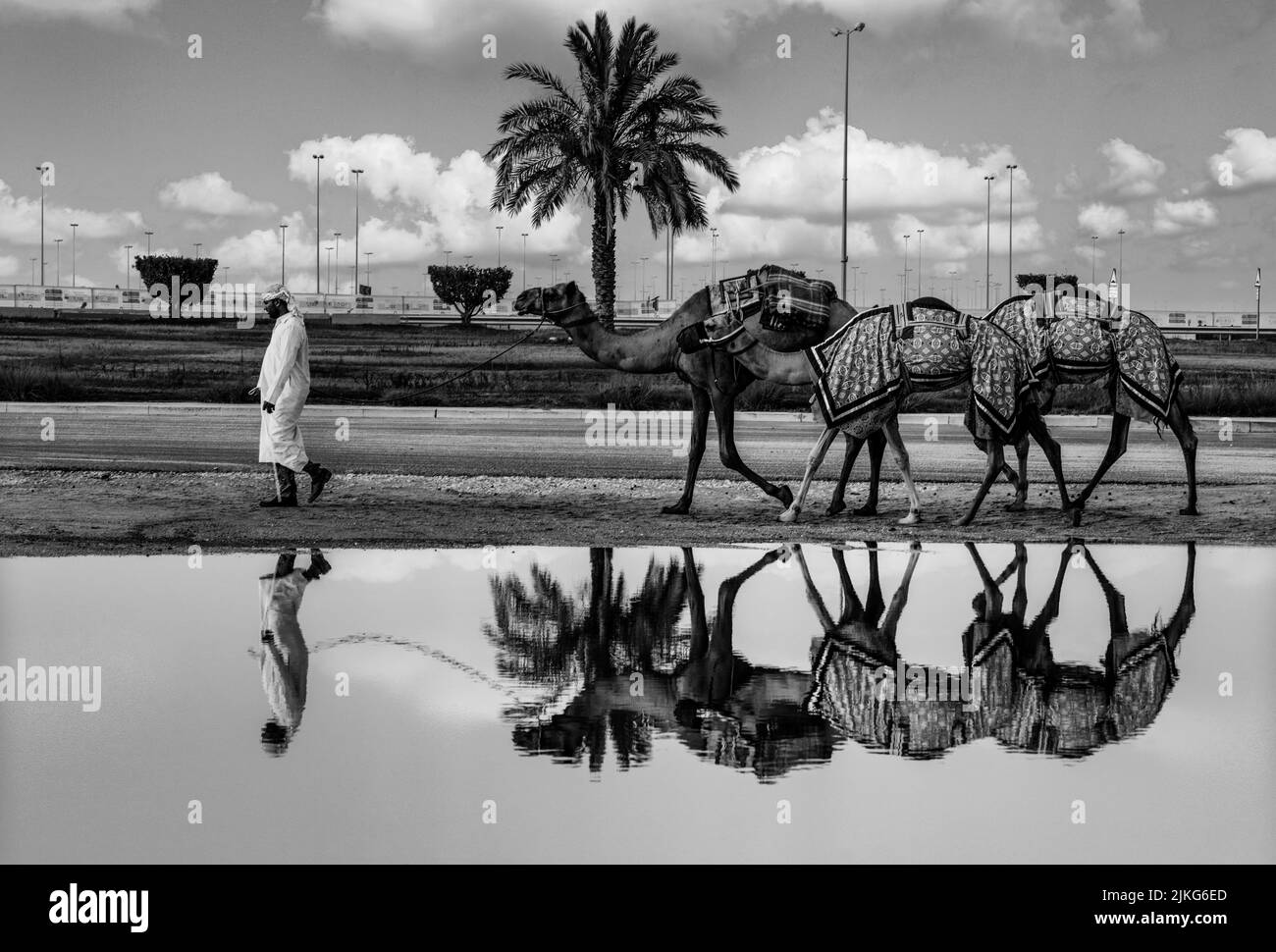 Pure Arabian camels in Shahaniya Camel trak - QATAR 29-06-2022 Stock Photo