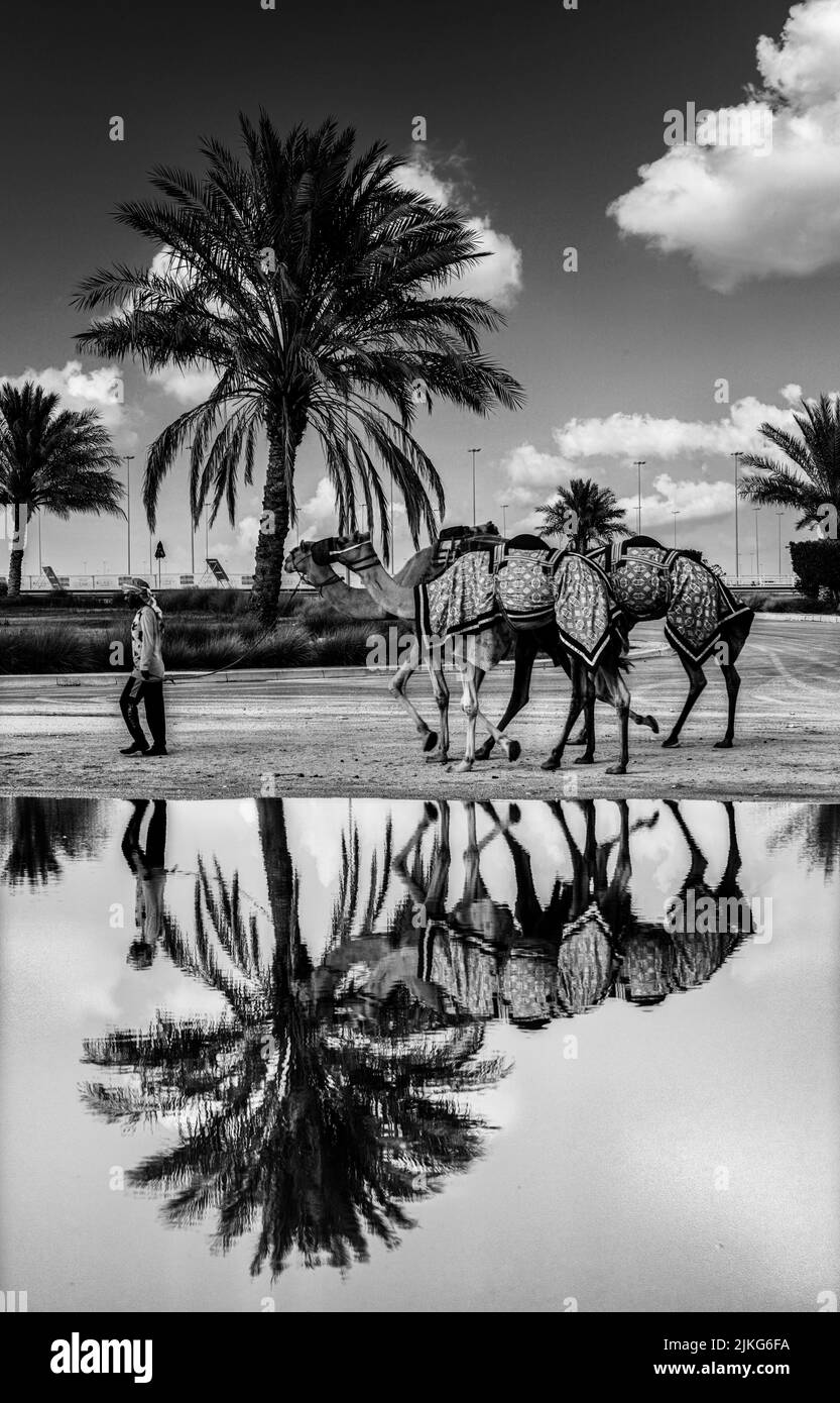 Pure Arabian camels in Shahaniya Camel trak - QATAR 29-06-2022 Stock Photo