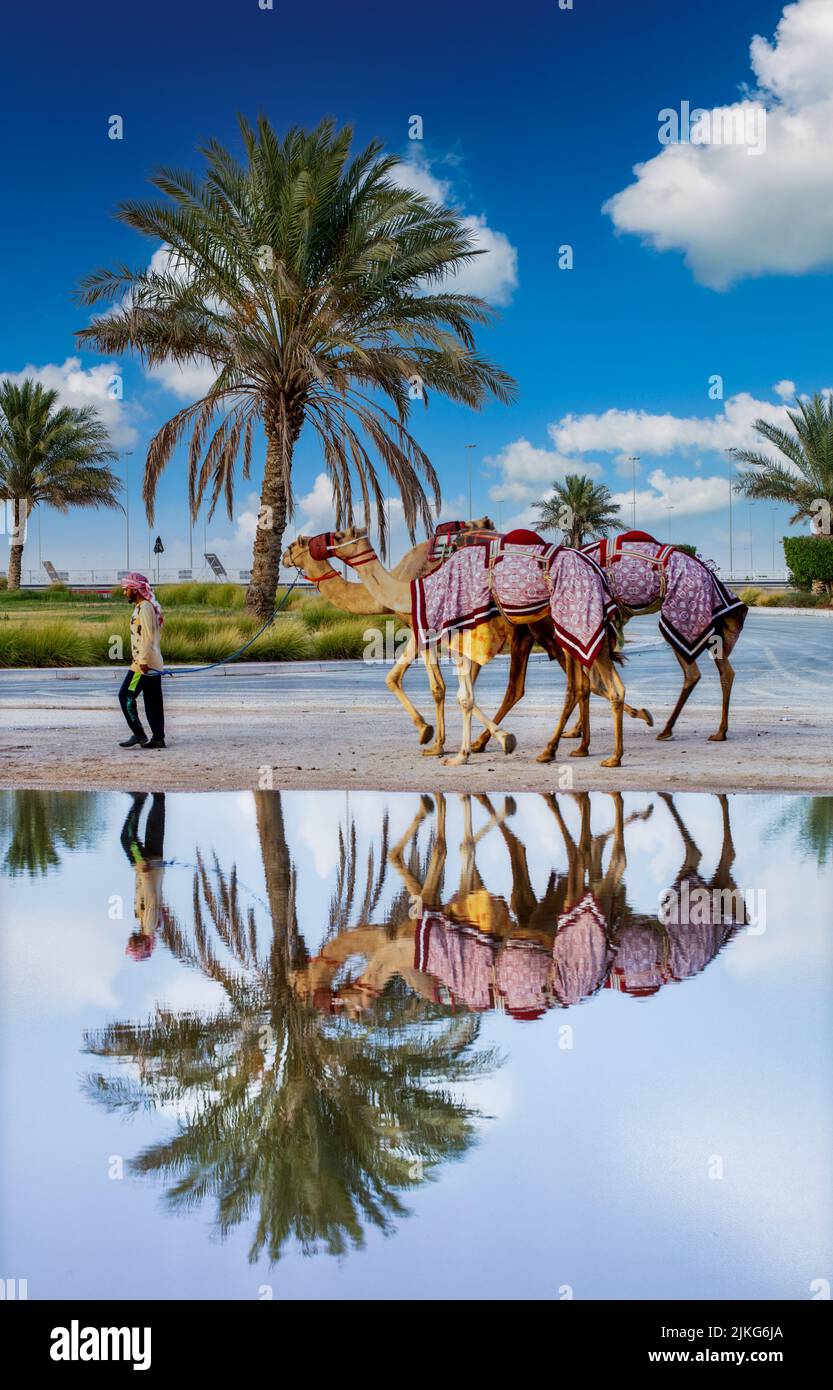 Pure Arabian camels in Shahaniya Camel trak QATAR 29062022 Stock