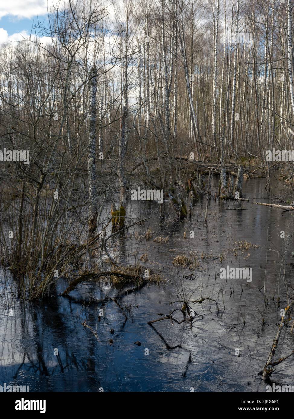 Rotten Spring sunny spring landscape with a flooded river, rotten old trees and ...