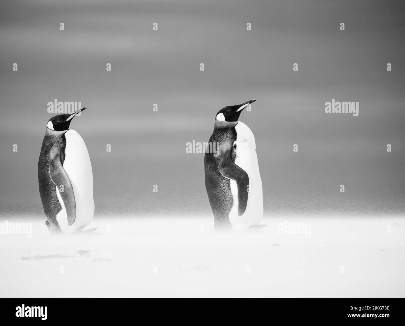 The king penguin (Aptenodytes patagonicus) is the 2nd largest species of penguin and breeds at several locations in the Falkland Islands Stock Photo