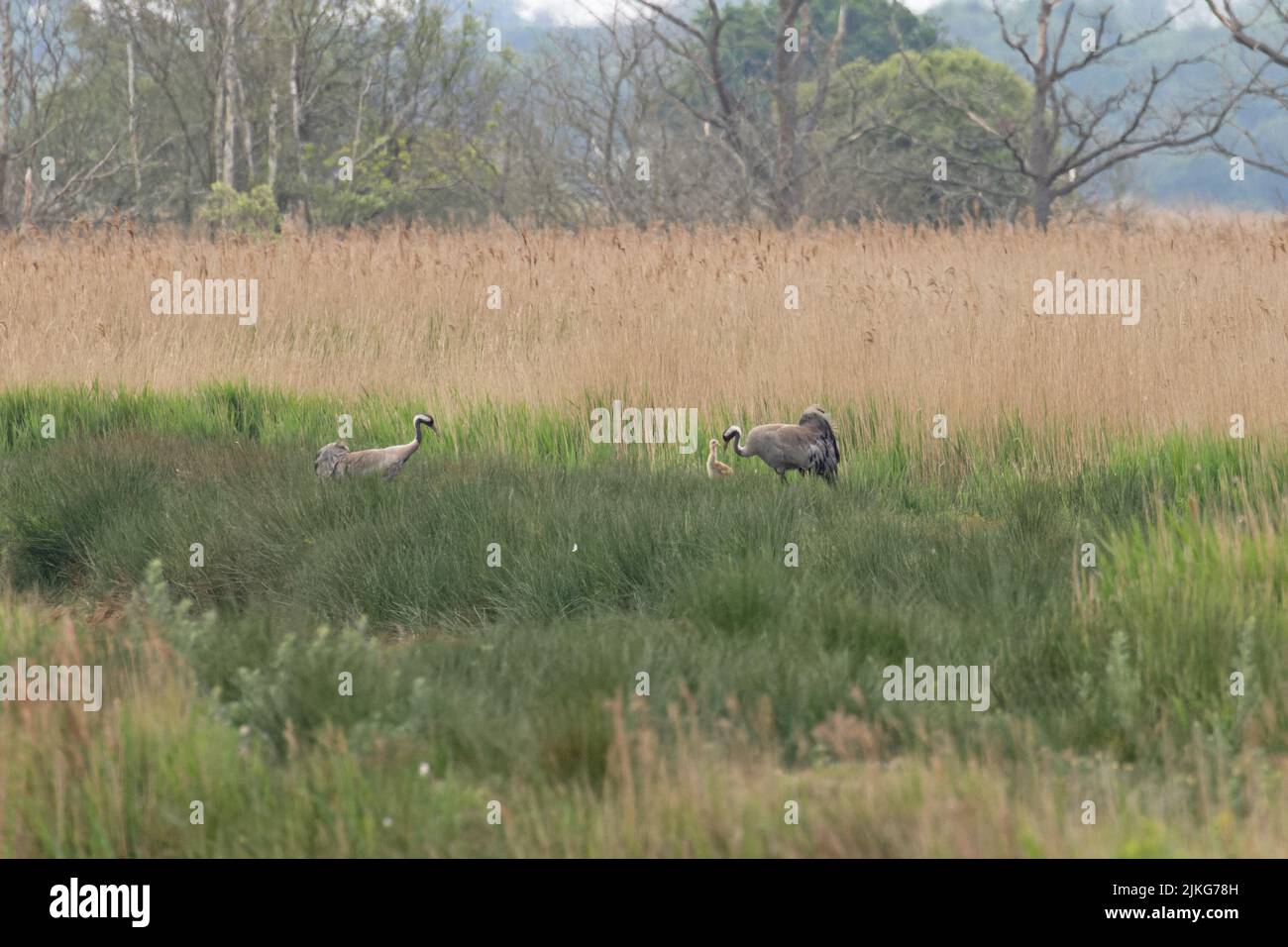 Common Crane (Grus grus) parents with young in habitat Hickling Broad Norfolk GB UK June 2022 Stock Photo