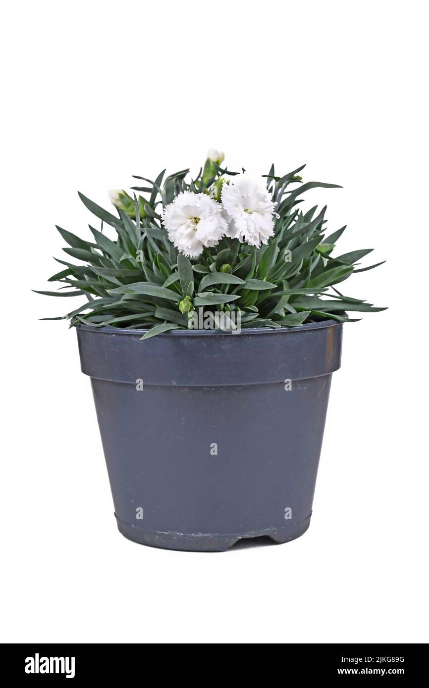 White Dianthus flowers in pot on white background Stock Photo