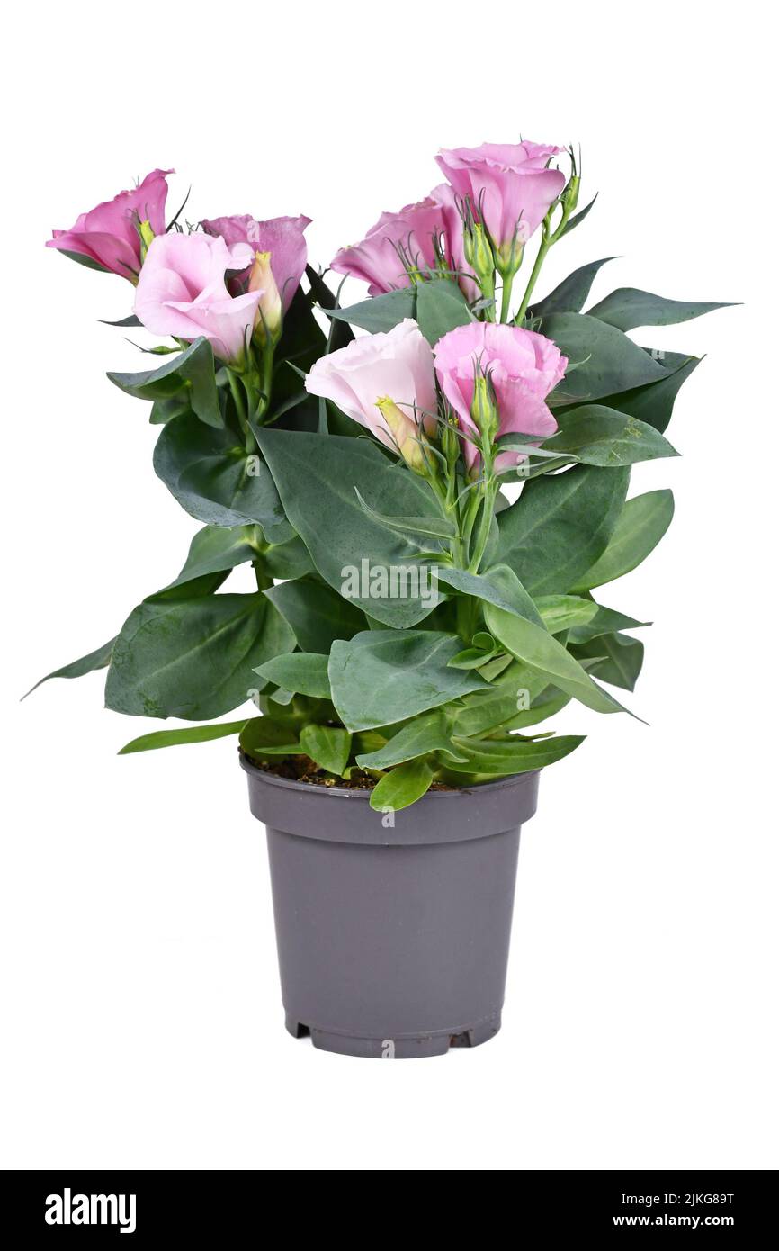 Potted Prairie Gentian plant with pink flowers on white background Stock Photo