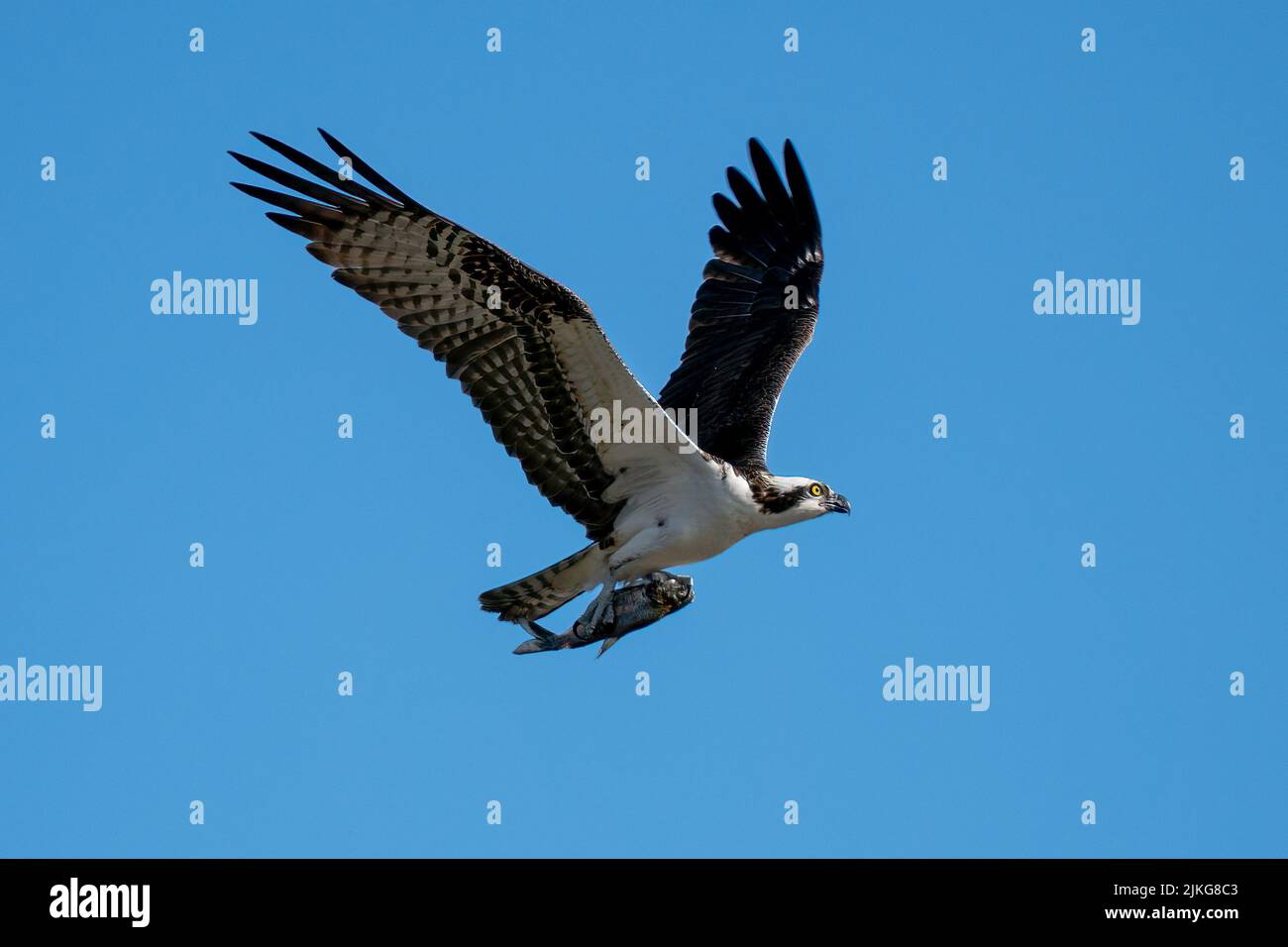 An osprey flying in the air with a hunted fish Stock Photo
