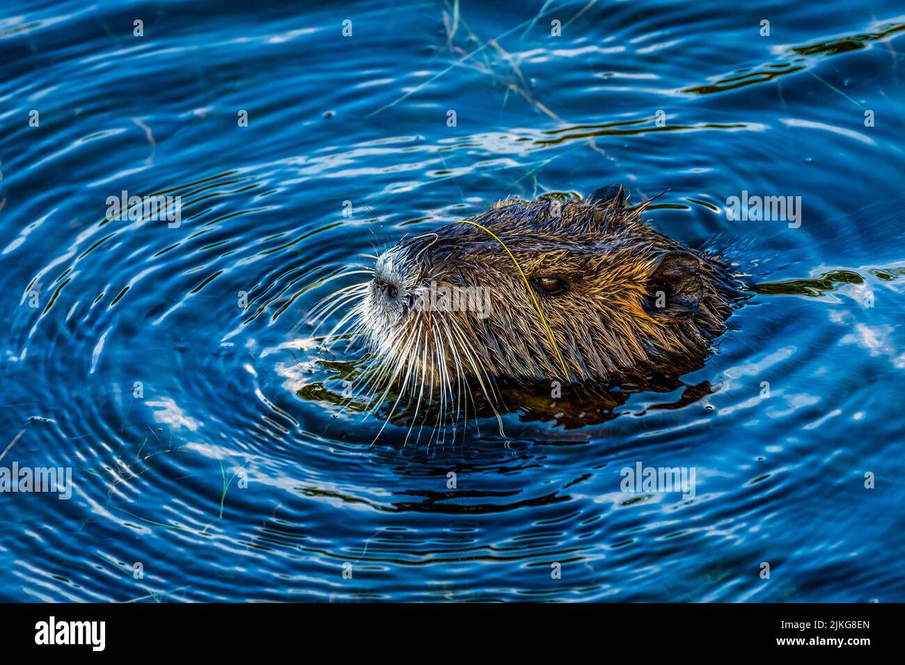 A wet nutria swimming the water Stock Photo
