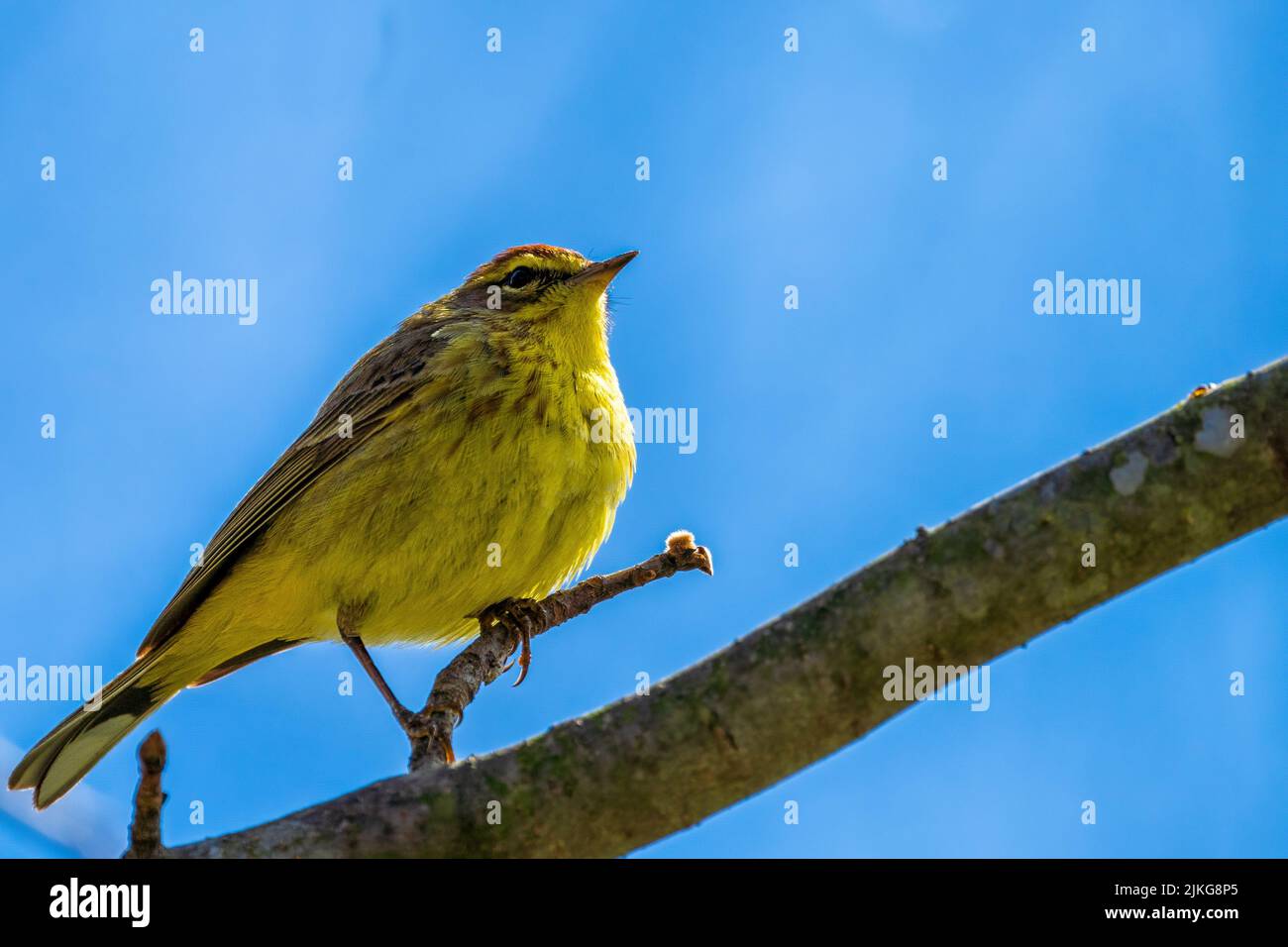A yellow palm warbler perched on a tree branch Stock Photo