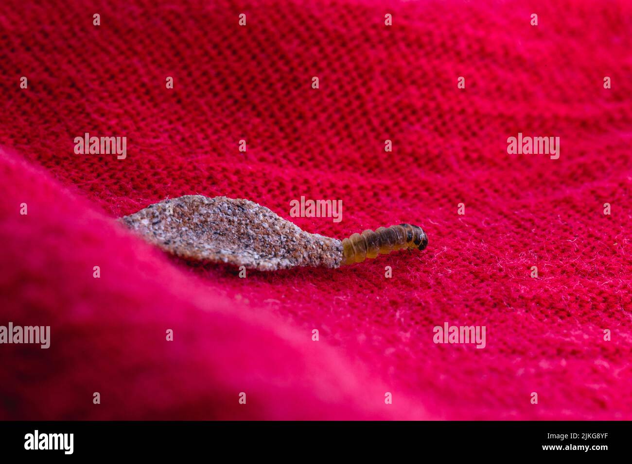 Moth larvae clothes hi-res stock photography and images - Alamy