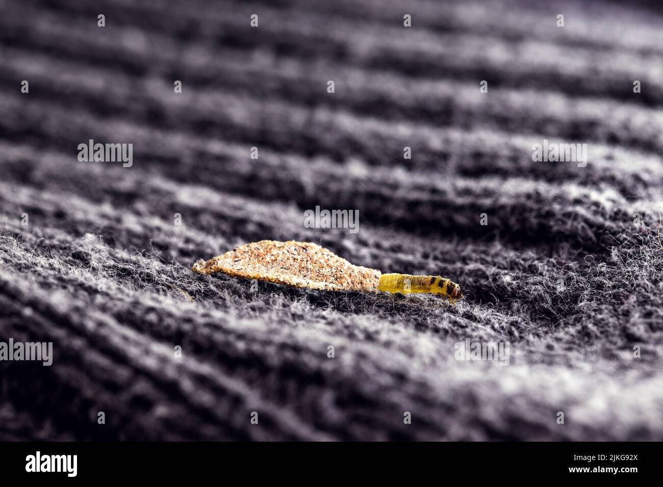 Wall moth larvae, found crawling up walls or clothing, inside a small