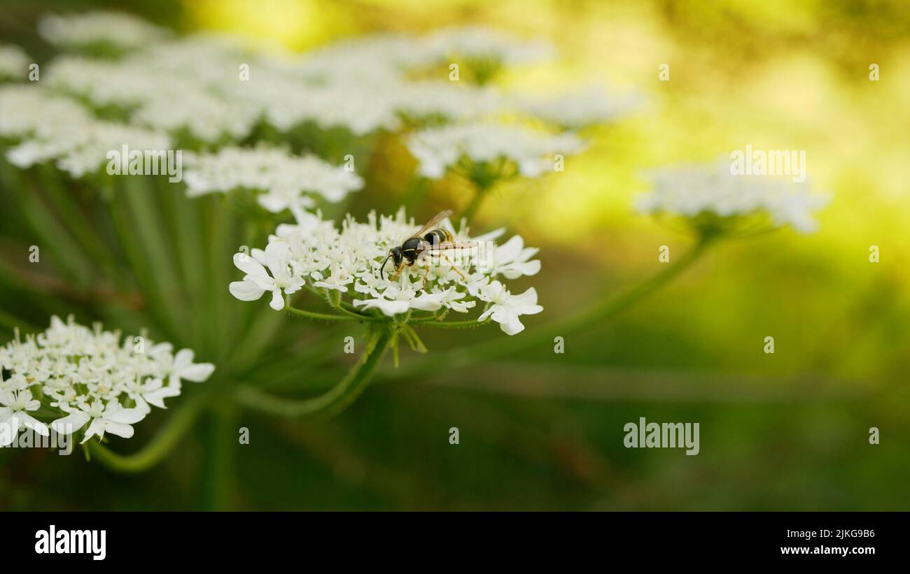 Giant hogweed Heracleum mantegazzianum bloom flower blooming blossom cartwheel-flower, western honey wasp Vespula bee flying insects collect saw achen Stock Photo