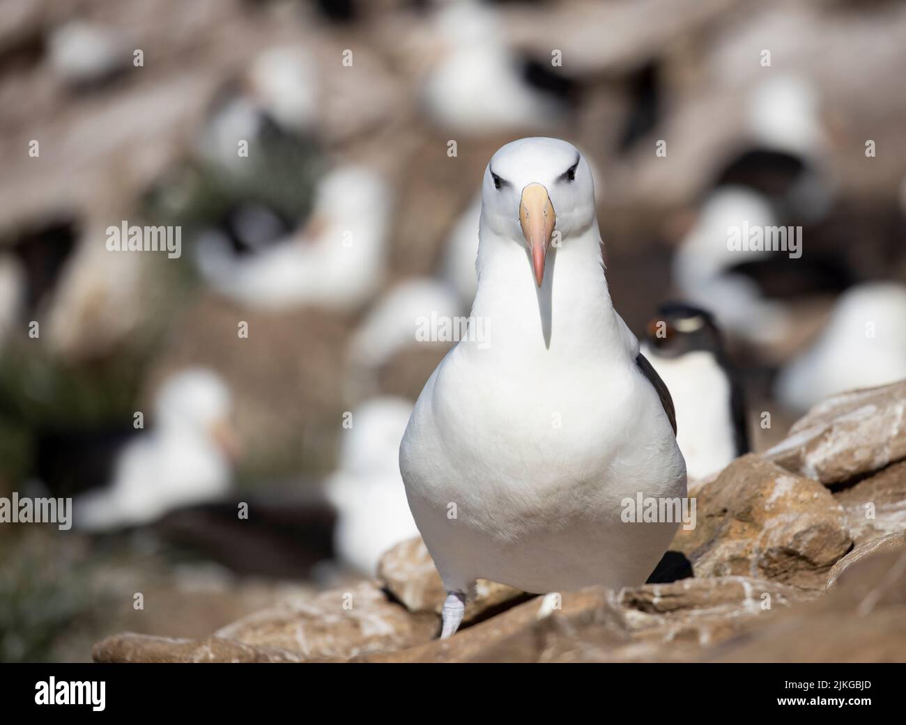 Over 70% of the global population of the the black-browed albatross ...