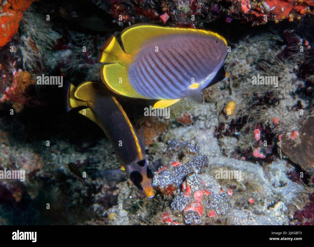 Pair of Philippine Butterflyfish (Chaetodon adiergastos) from Cabilao, the Philippines. Stock Photo