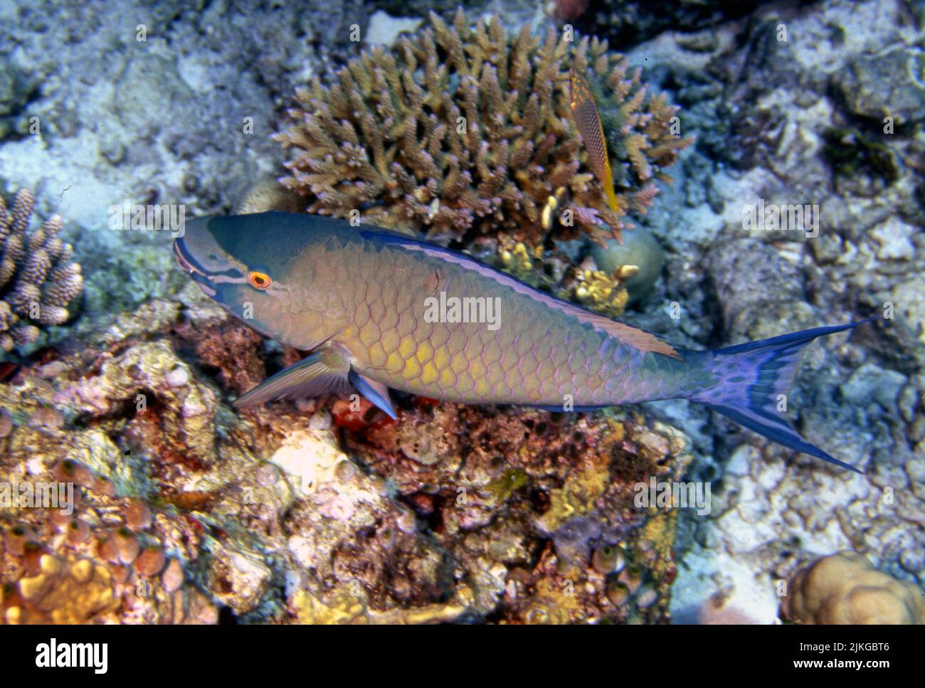 Ember parrotfish (Scarus rubroviolaceus) from the Maldives. Stock Photo