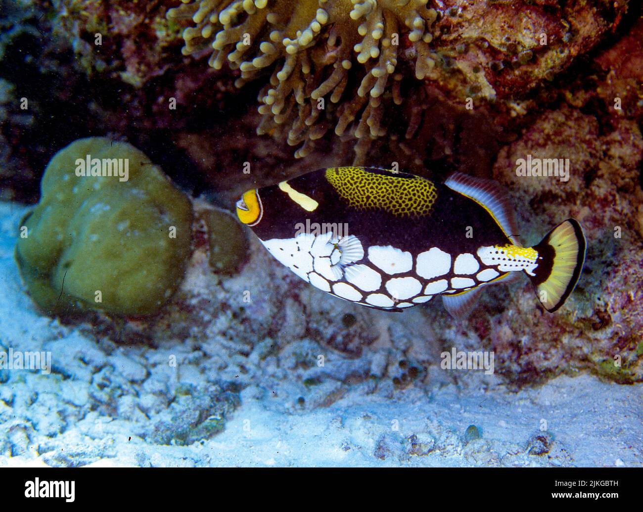 Clown Triggerfish (Balistoides conspicillum) from Kuredu Island, the Maldives. Stock Photo