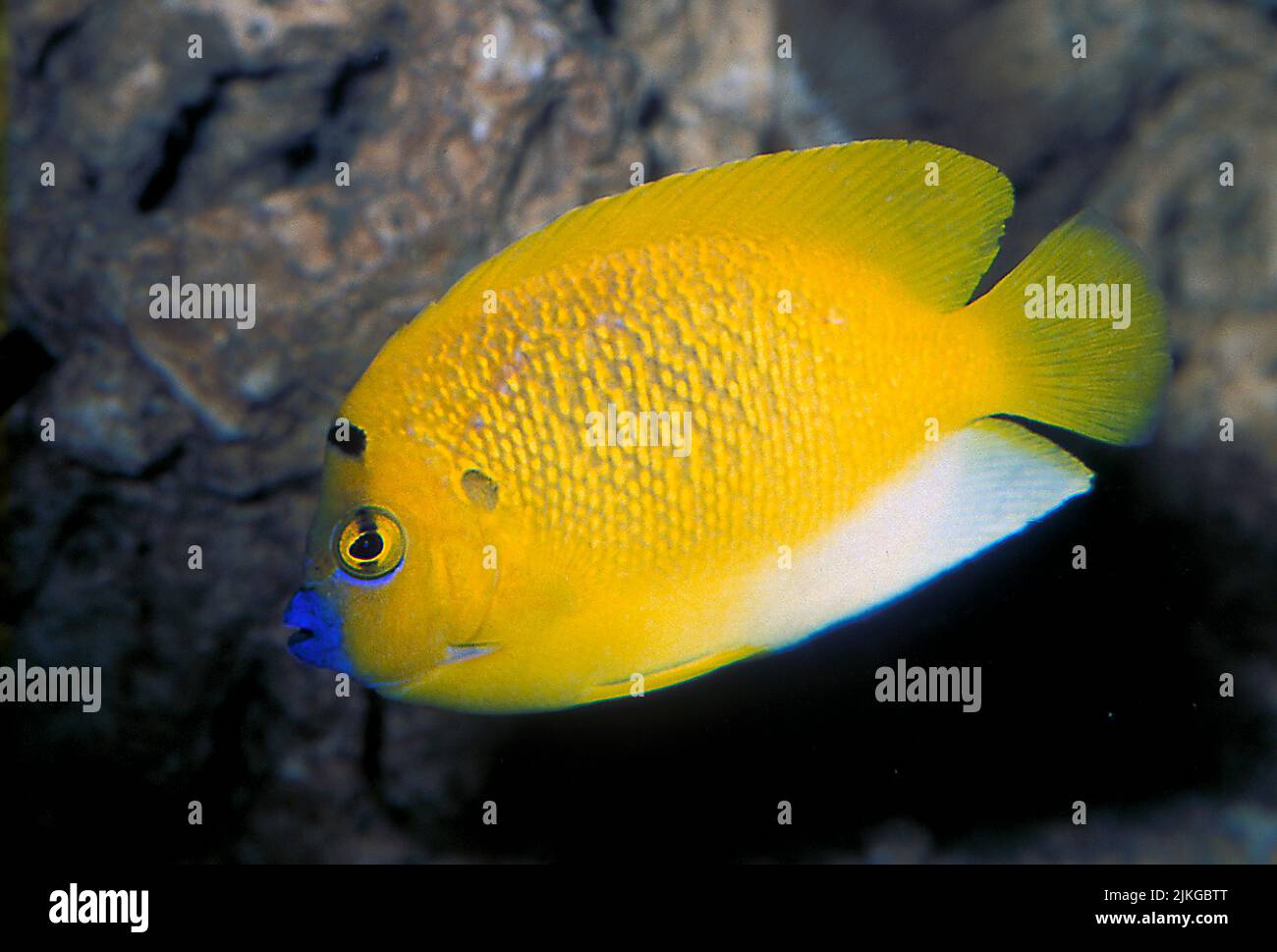 Flagfin Angelfish (Apolemichthys trimaculatus). Stock Photo