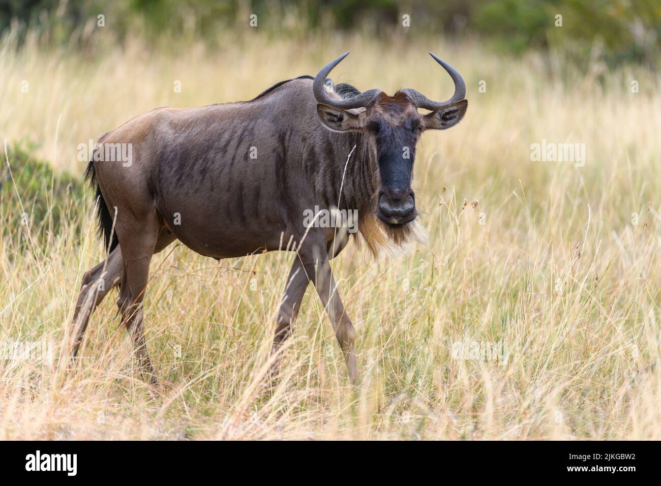 Wildebeest (Connochaetes taurinus,) from Maasai Mara, Kenya. Stock Photo