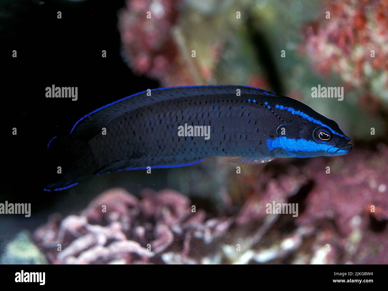 Springer's Dottyback (Pseudochromis springeri) Stock Photo