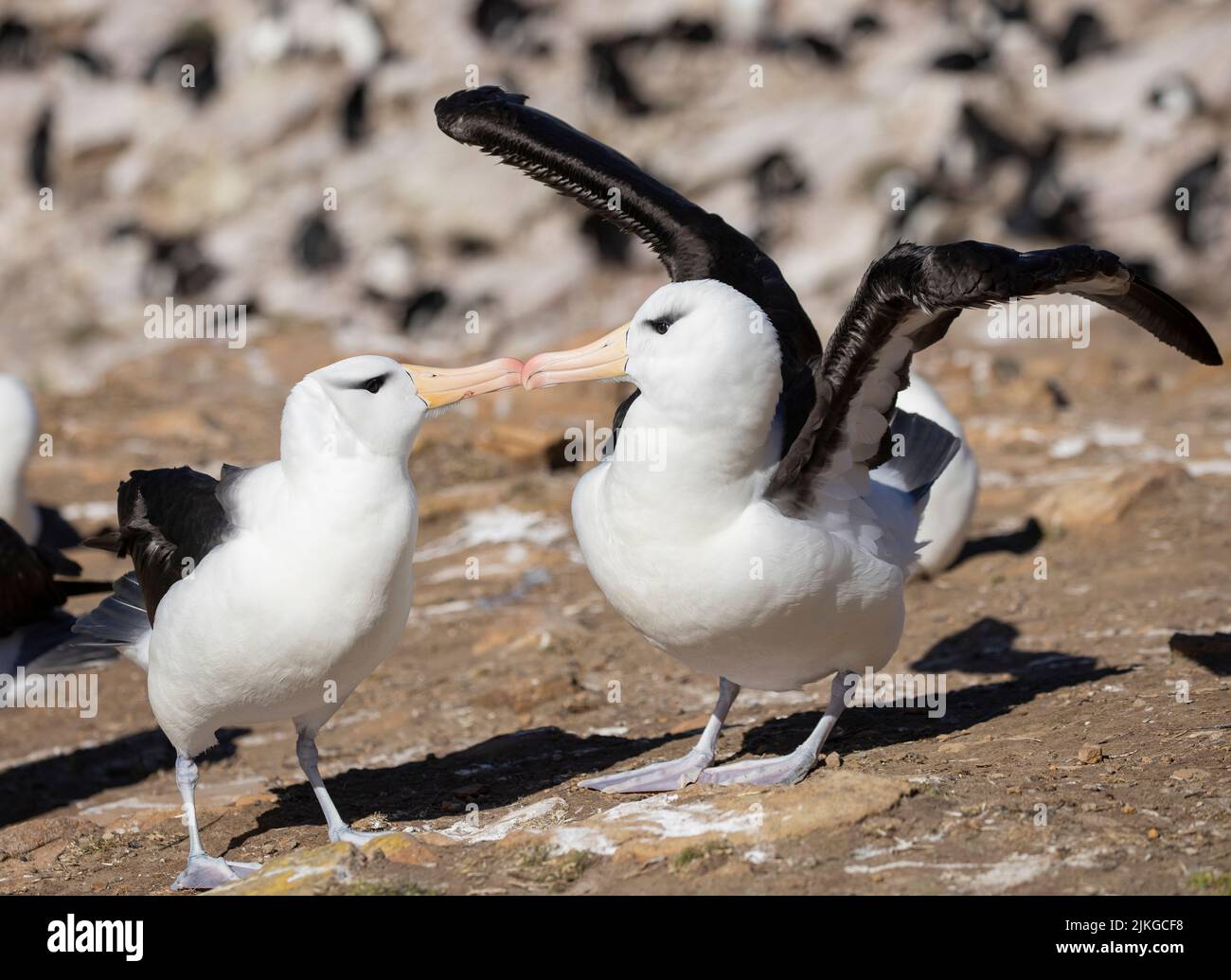 Over 70% of the global population of the the black-browed albatross ...