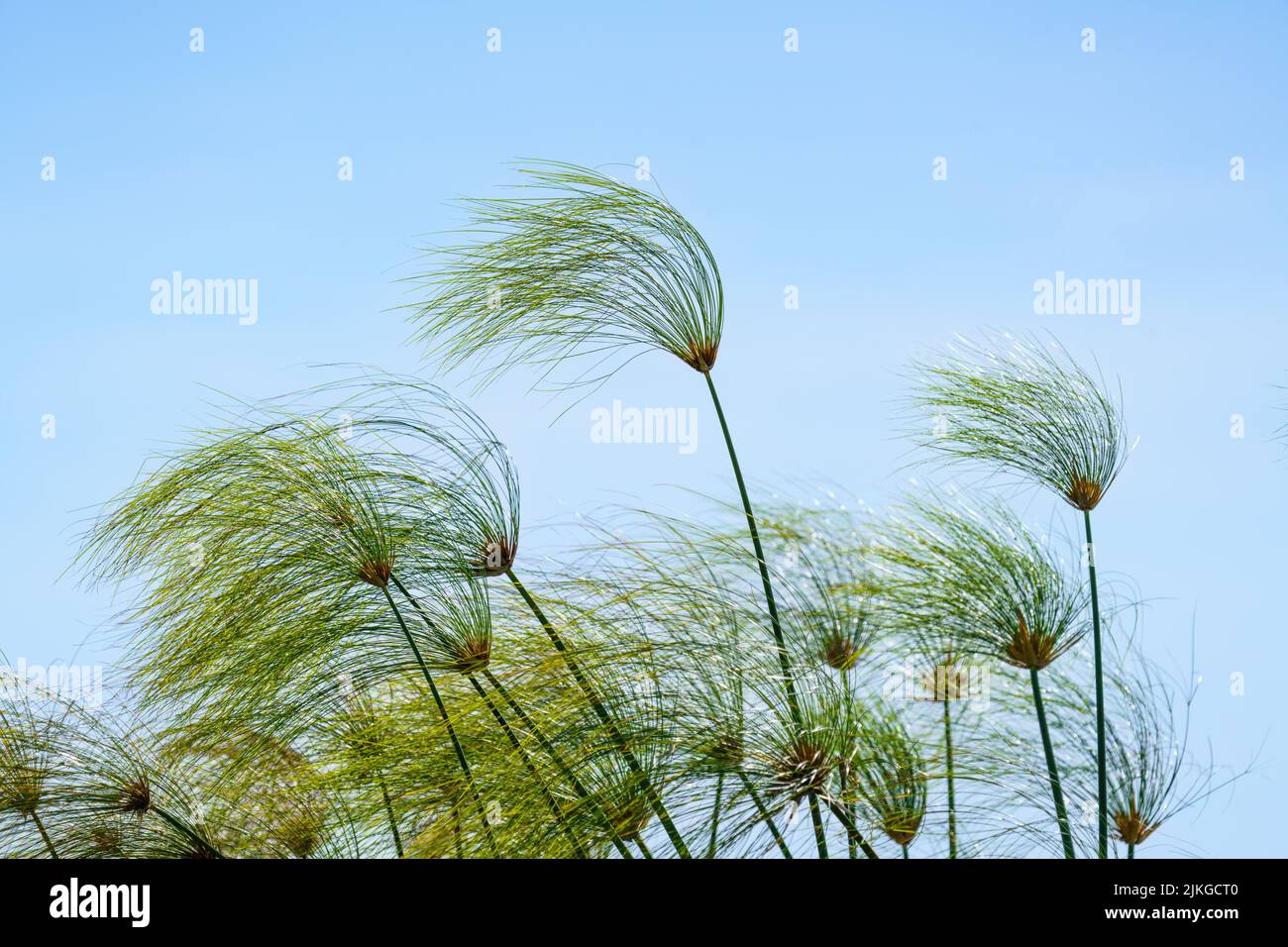 Papyrus plant (Cyperus papyrus) against blue sky. Bwabwata National Park, Kwando River, Caprivi strip, Namibia, Africa Stock Photo