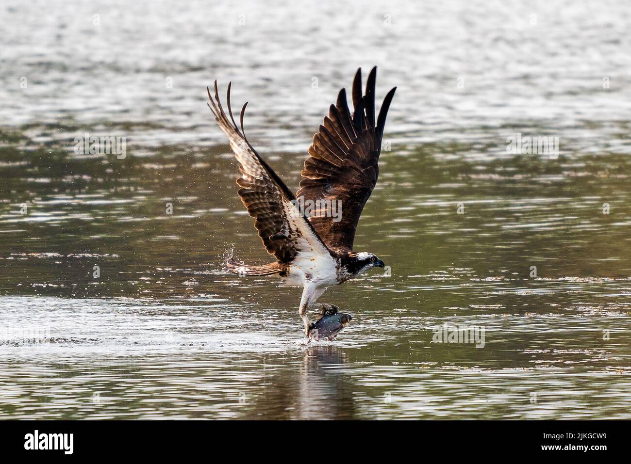 The Osprey hunting fish with its wings raised high Stock Photo Alamy