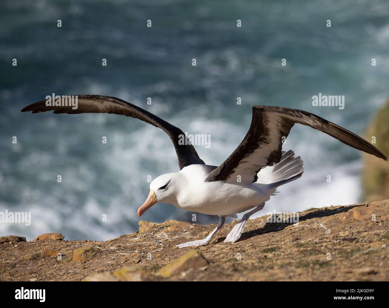 Over 70% of the global population of the the black-browed albatross ...