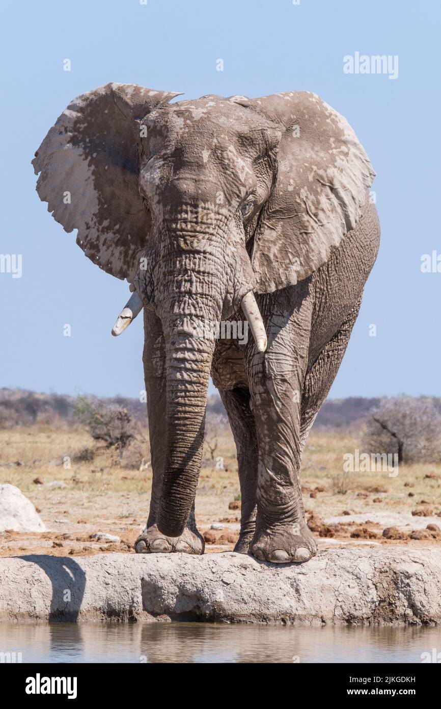 Elephant (Loxodonta africana) at watering hole. Nxai Pan, Makgadikgadi Pans, Botswana, Africa Stock Photo
