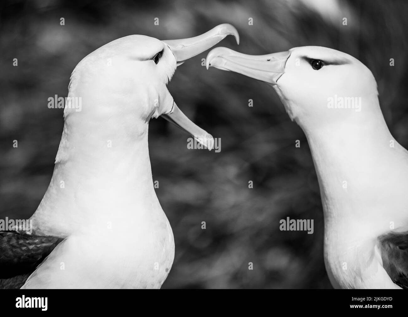 Black browed albatrosses Black and White Stock Photos & Images Alamy
