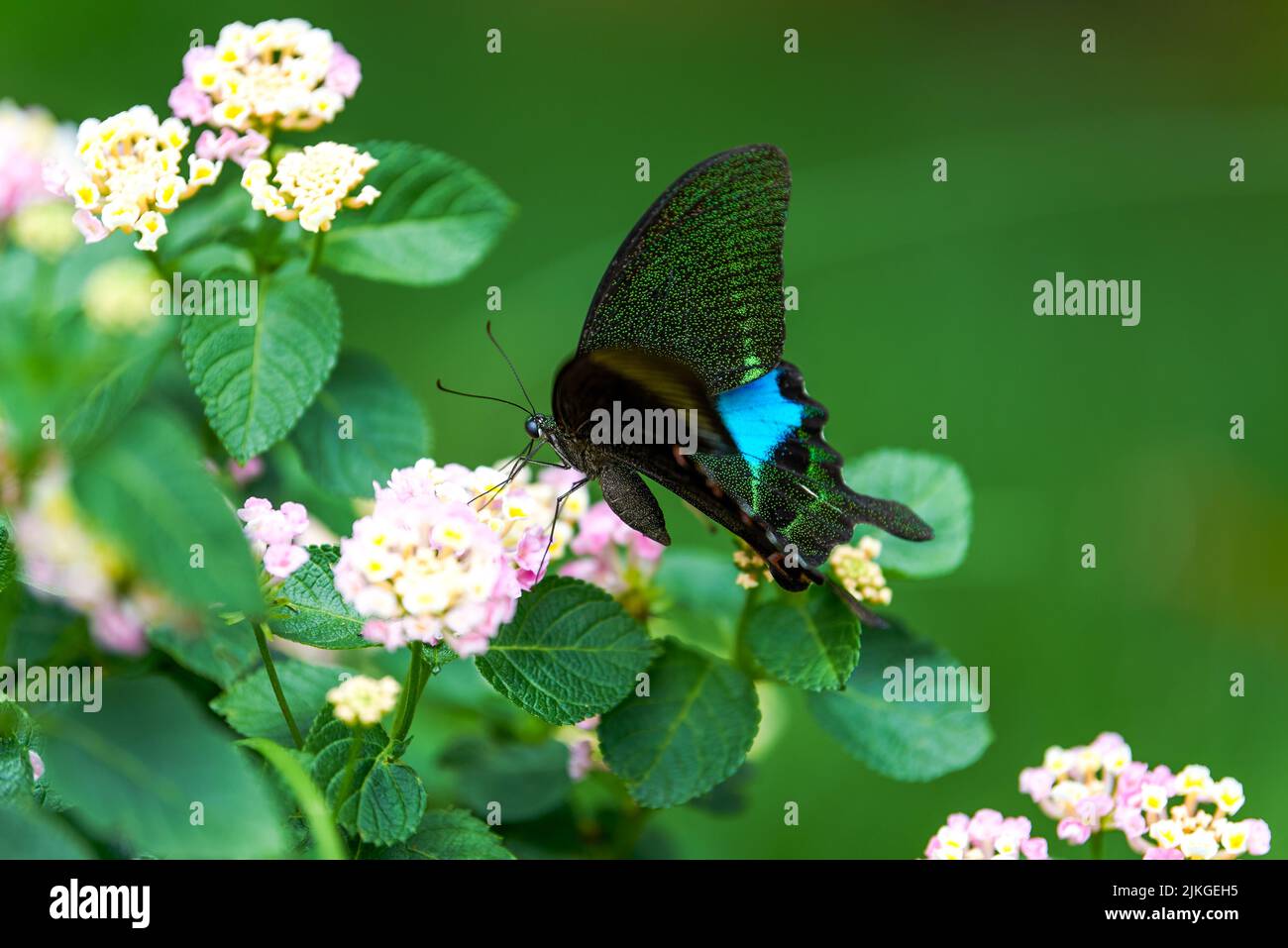 A beautiful large blue morpho butterfly pollinating a flower Stock