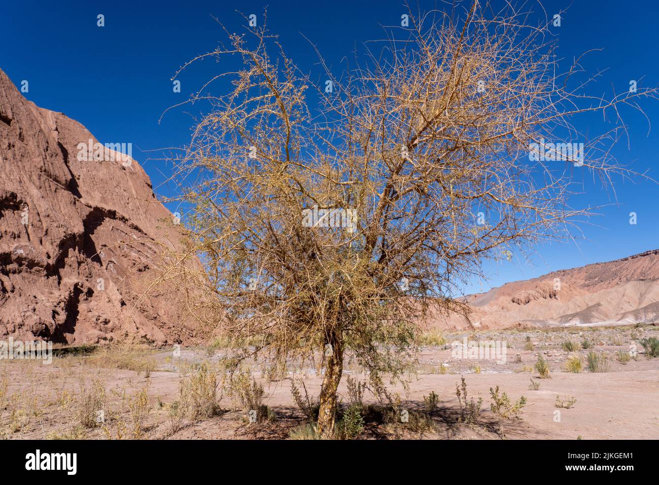 A Chañar or Chilean Palo Verde tree in the Catarpe Valley in the Atacama Desert near San Pedro de Atacama, Chile. Stock Photo