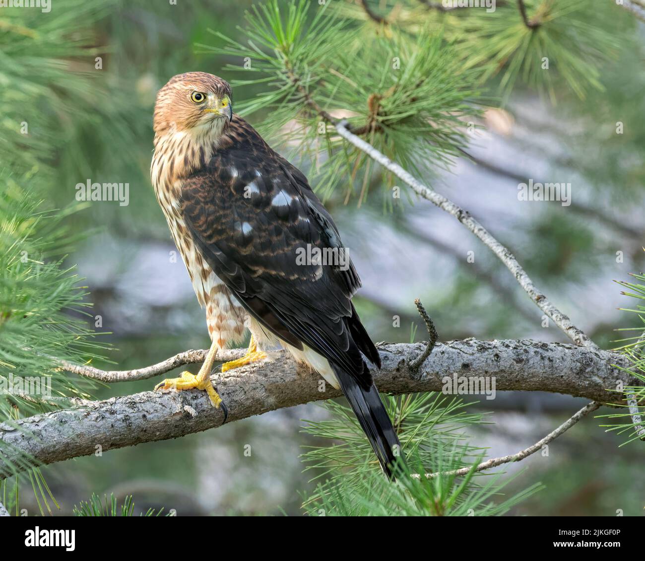 A young Cooper's Hawk stares from a perch Stock Photo Alamy
