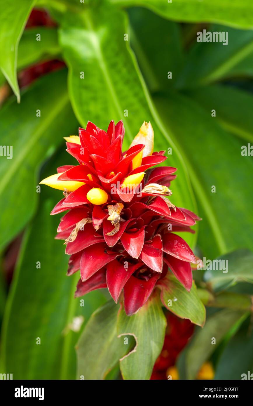 Close-up of lush and beautiful closed sheath ginger flowers growing in the garden Stock Photo
