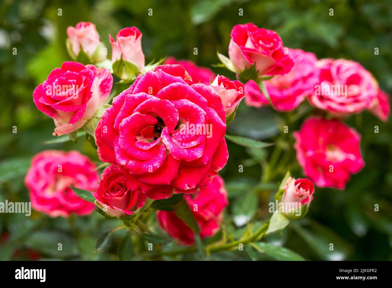 Potted camellia hi-res stock photography and images - Alamy