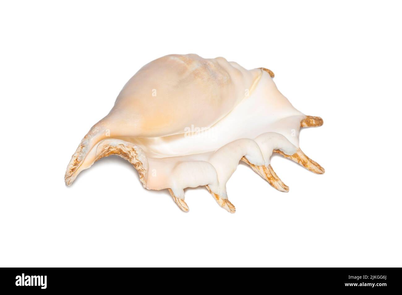 Image of spider conch seashell  on a white background. Sea shells. Undersea Animals. Stock Photo