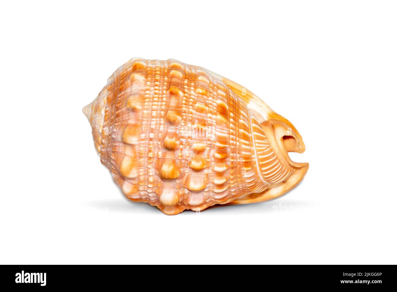 Image of sea shell orange cassis cornuta on a white background. Undersea Animals. Sea shells. Horned helmet shell. Stock Photo