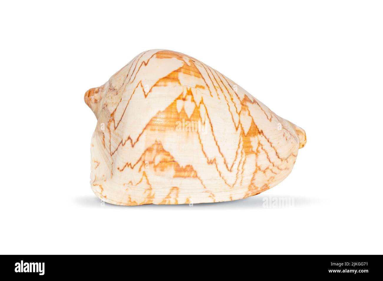 Image of andaman seashell (cymbiola nobilis) on a white background. Undersea Animals. Sea shells. Stock Photo