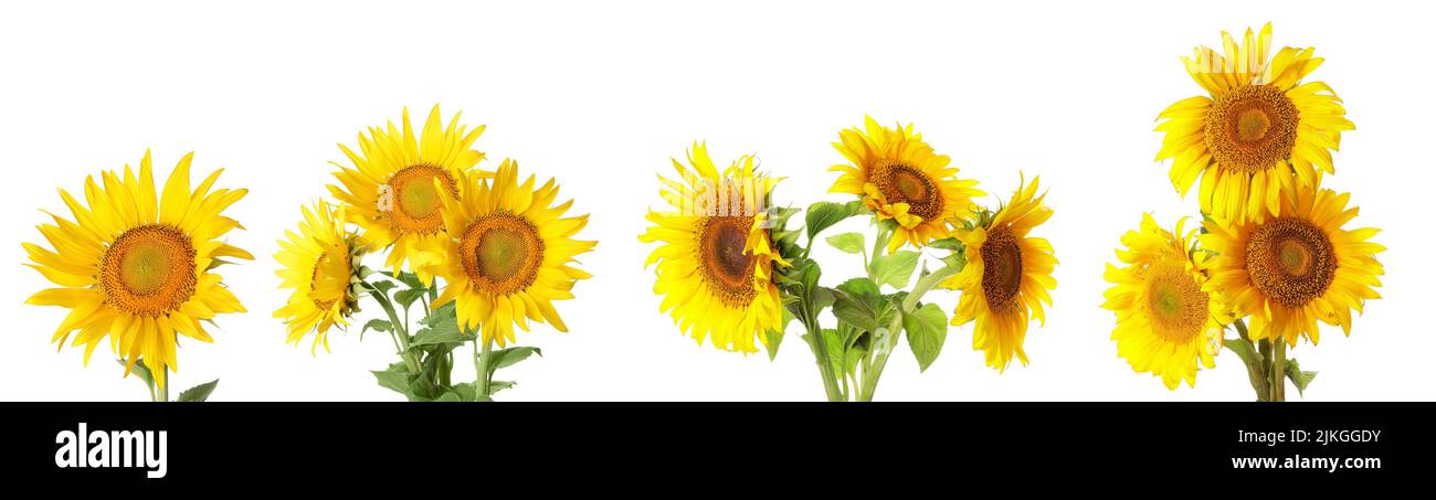 Set of beautiful sunflowers isolated on white Stock Photo - Alamy