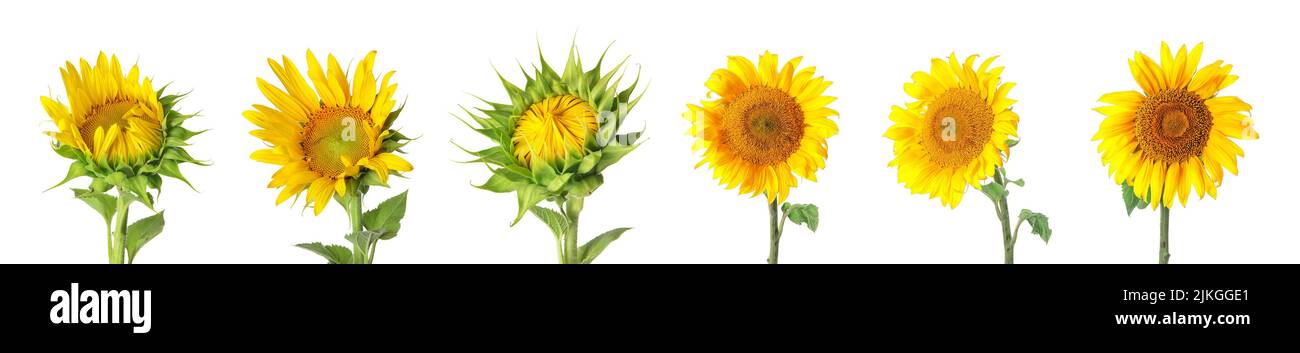 Set of beautiful sunflowers isolated on white Stock Photo - Alamy
