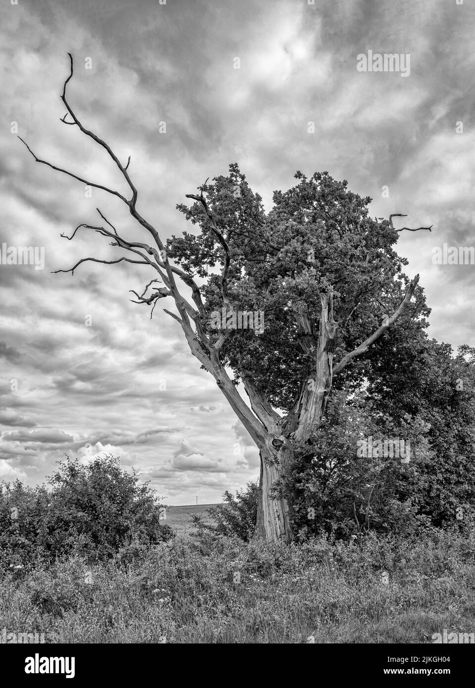 Lone tree with big sky Stock Photo - Alamy