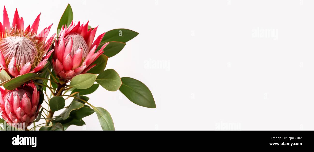 Bouquet of eautiful protea flowers on light background with space for text, closeup Stock Photo