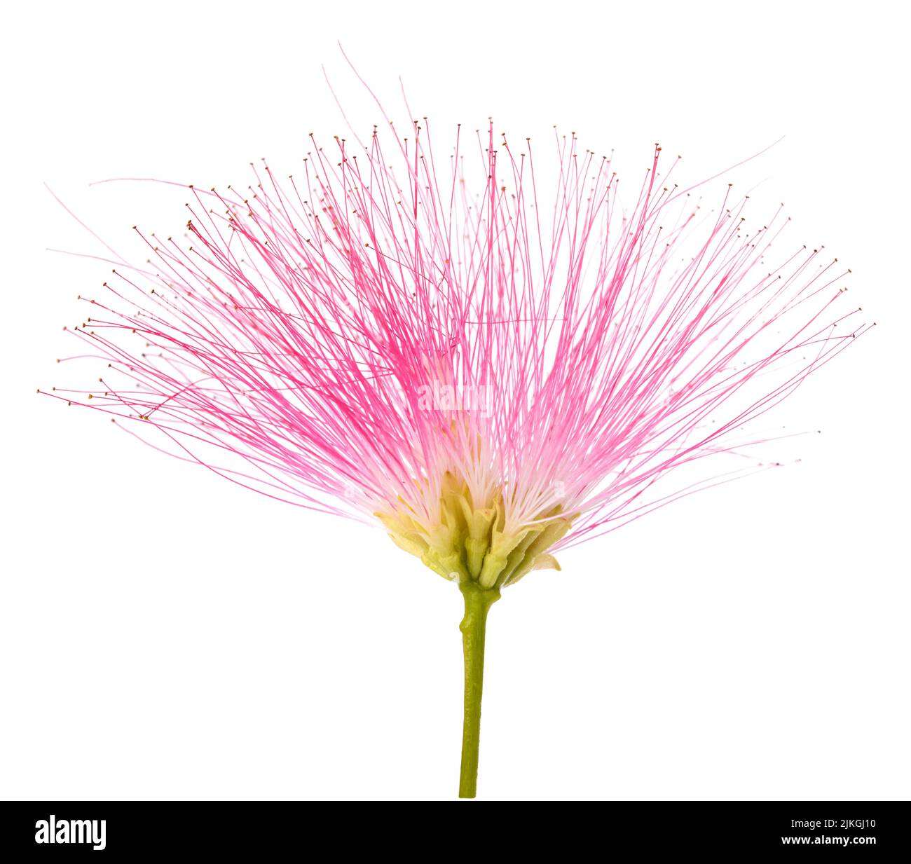 pink silk tree flower isolated on white Stock Photo