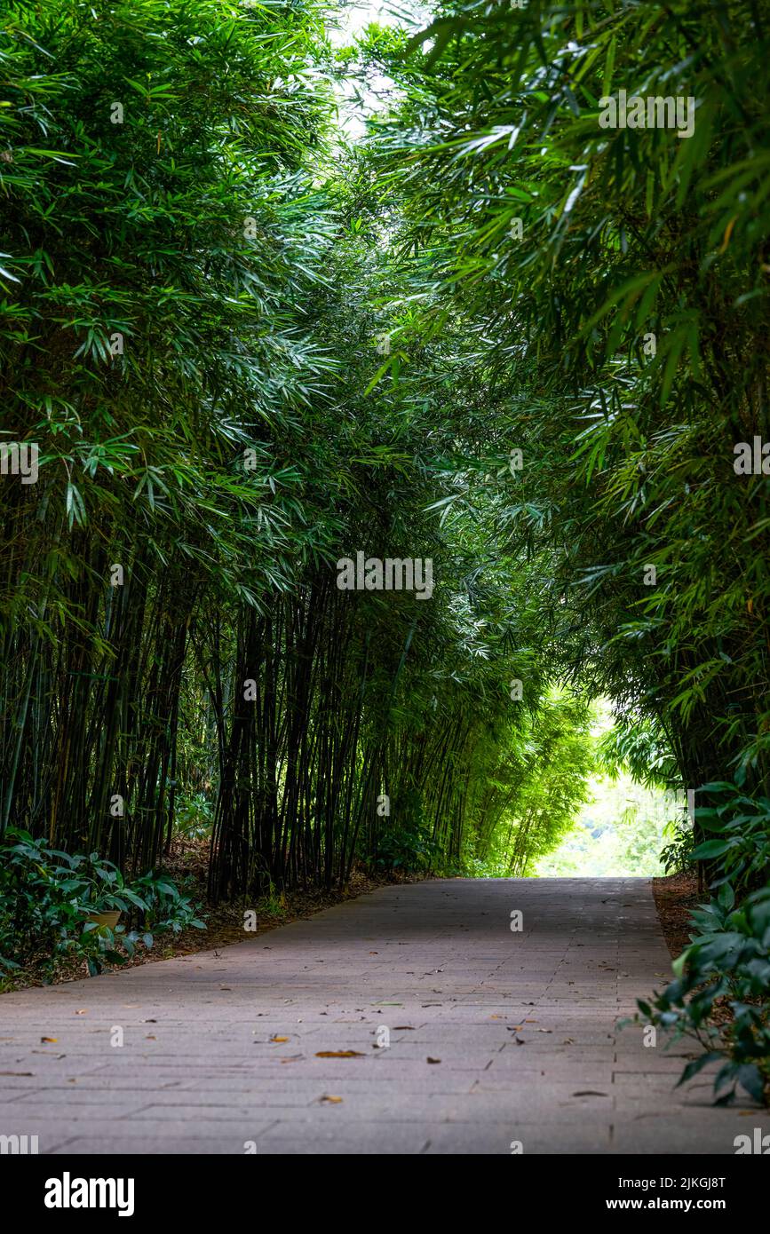 A leisure trail in the bamboo forest in the park Stock Photo Alamy